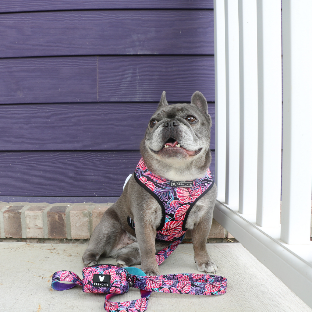 Frenchie Duo Reversible Harness - Tropical Palms by Frenchie Bulldog