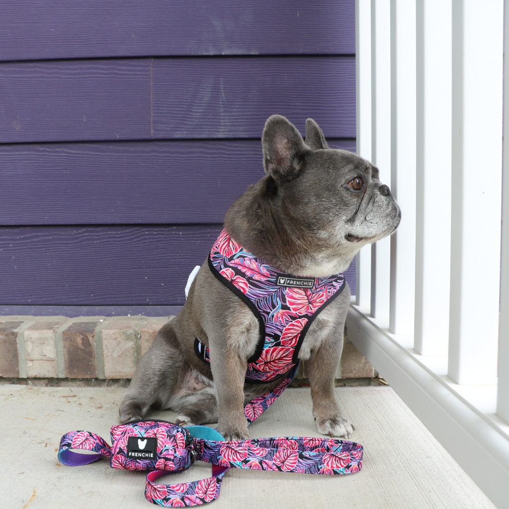 Frenchie Comfort Leash - Tropical Palms by Frenchie Bulldog