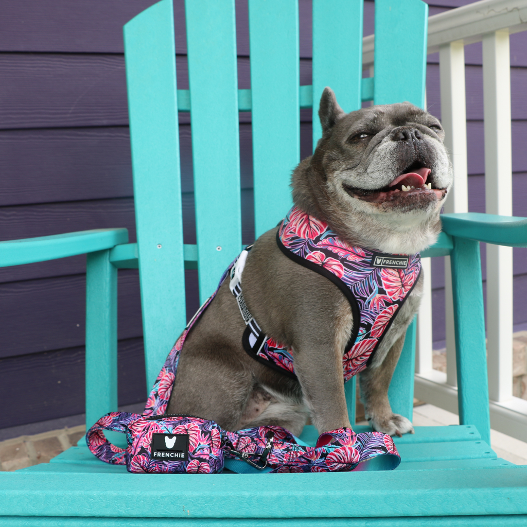 Frenchie Duo Reversible Harness - Tropical Palms by Frenchie Bulldog