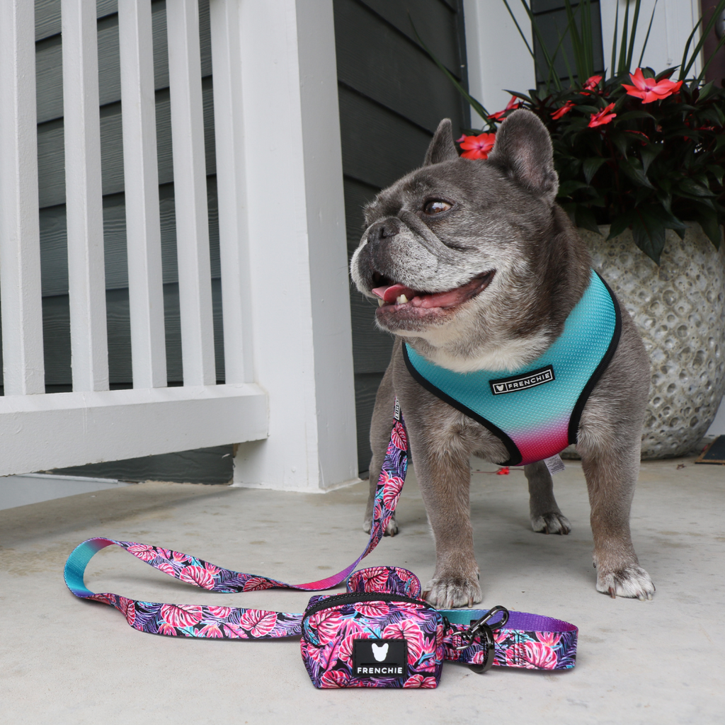 Frenchie Duo Reversible Harness - Tropical Palms by Frenchie Bulldog