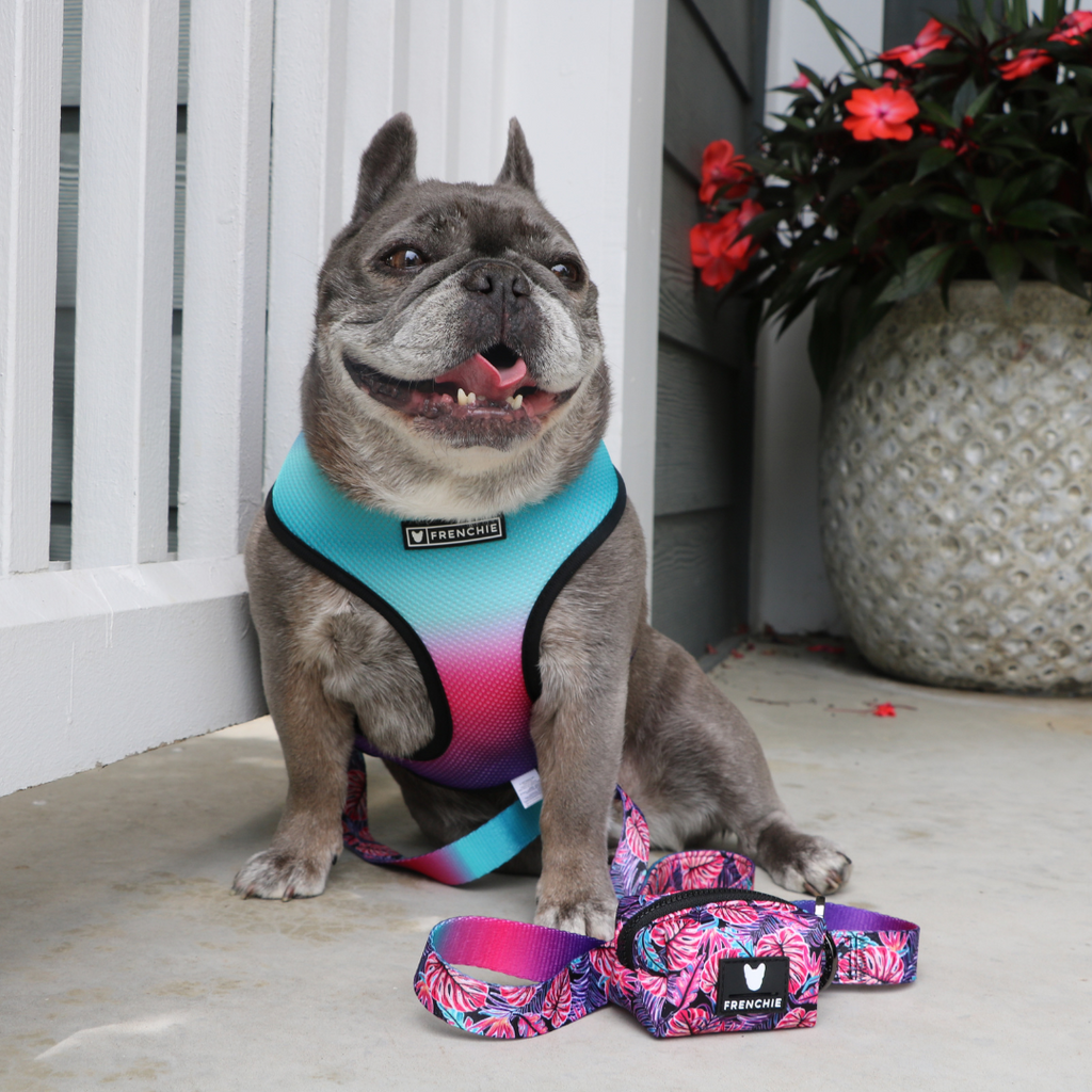 Frenchie Duo Reversible Harness - Tropical Palms by Frenchie Bulldog