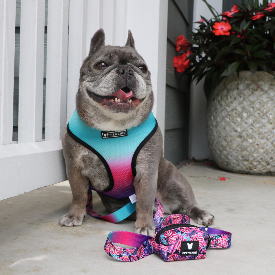 Frenchie Duo Reversible Harness - Tropical Palms by Frenchie Bulldog