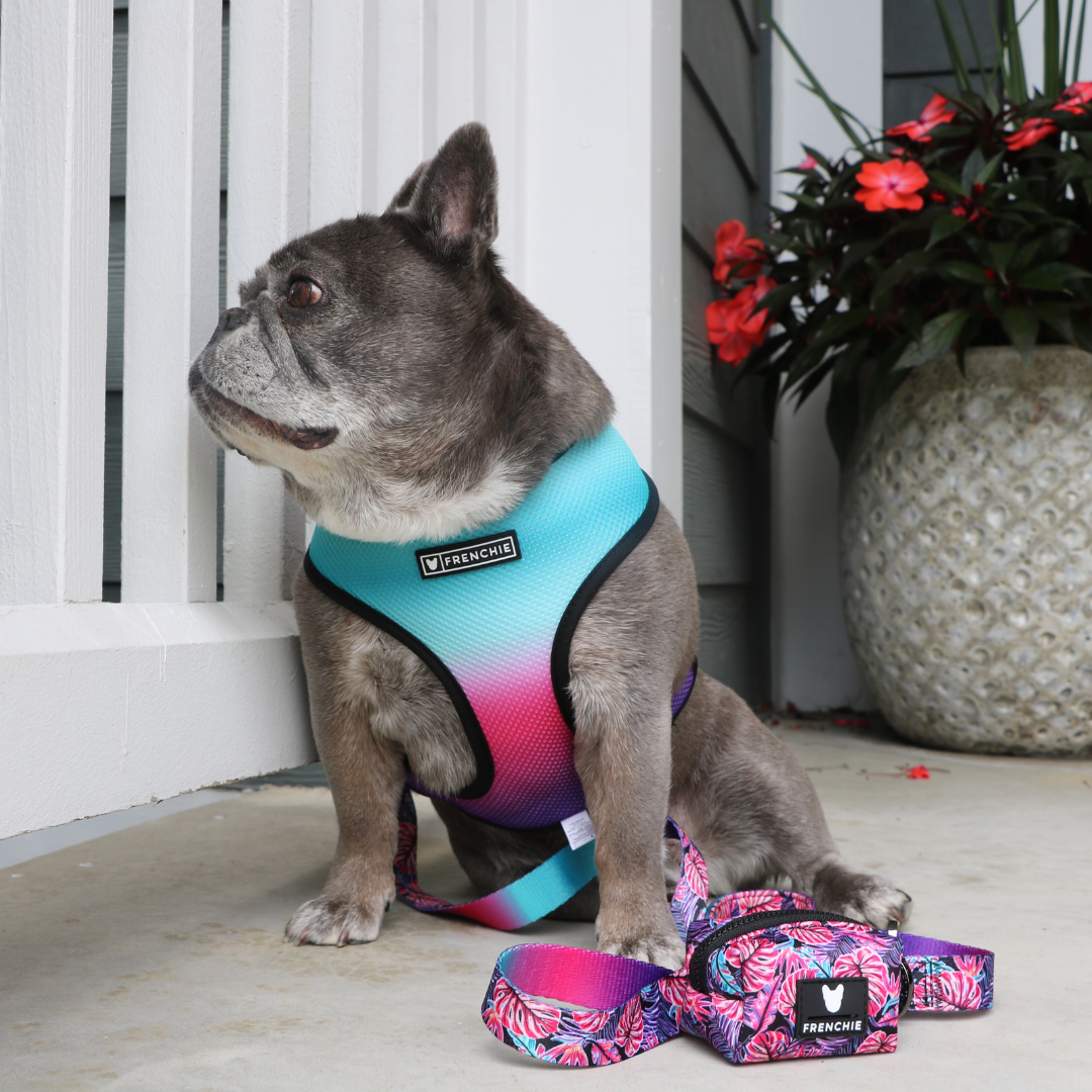 Frenchie Duo Reversible Harness - Tropical Palms by Frenchie Bulldog