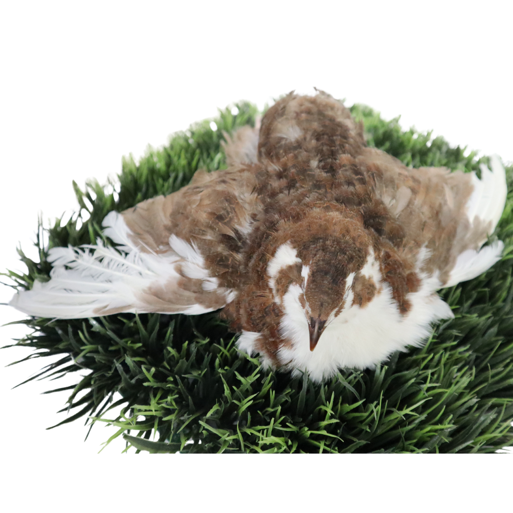 Celadon Coturnix Hatching Eggs by Quailz.com by Undique LLC