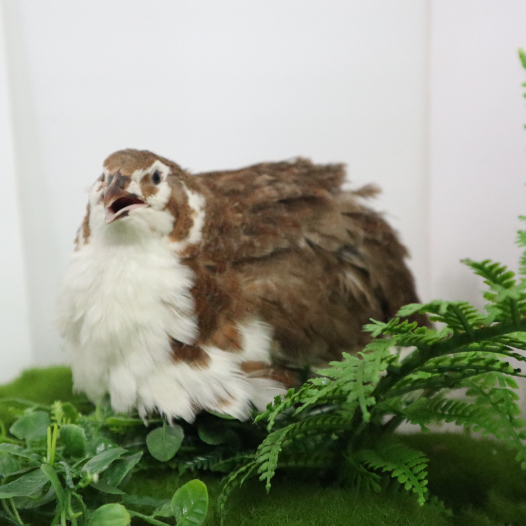 Celadon Coturnix Hatching Eggs by Quailz.com by Undique LLC