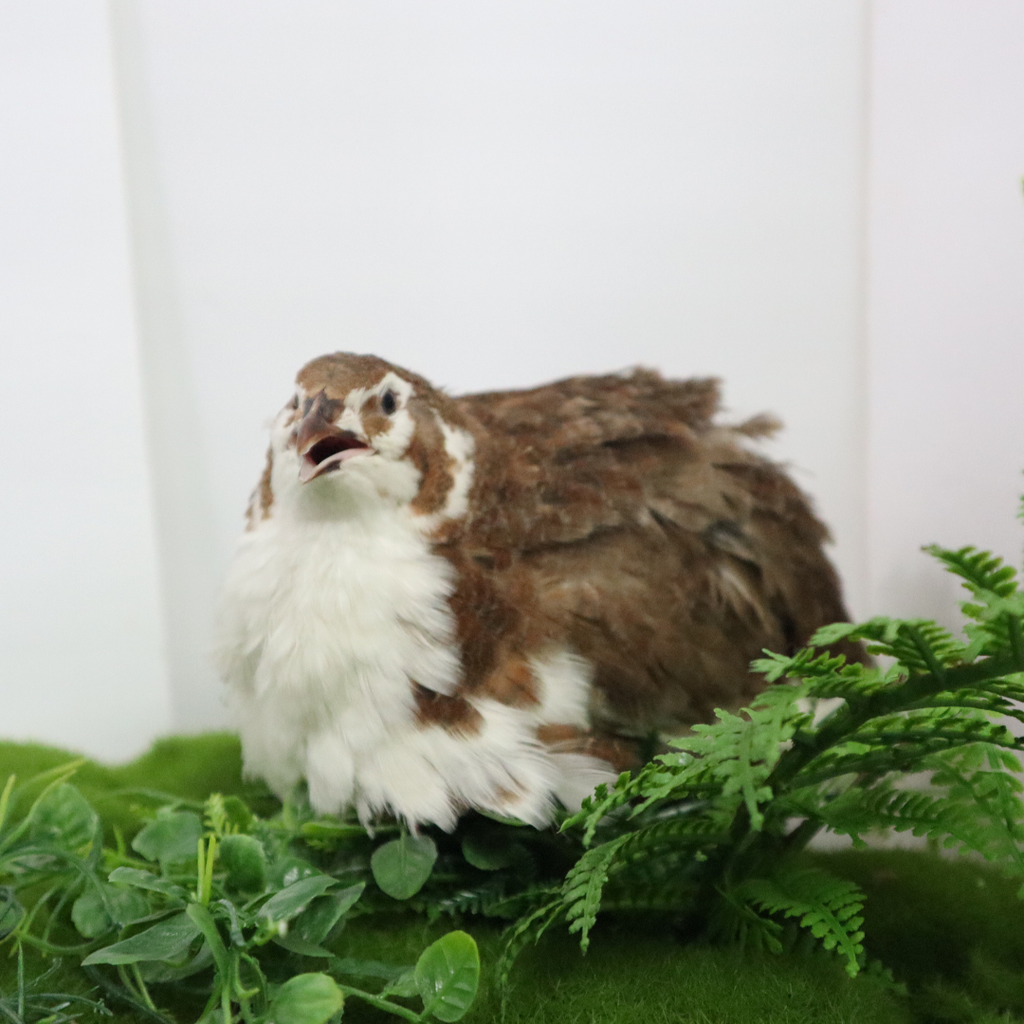 Celadon Coturnix Hatching Eggs by Quailz.com by Undique LLC