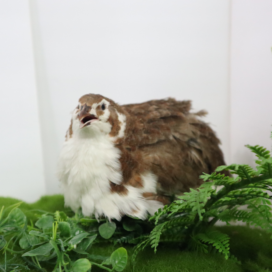 Celadon Coturnix Hatching Eggs by Quailz.com by Undique LLC