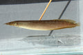 Spiney Eel by Danaqua Live Fish & More