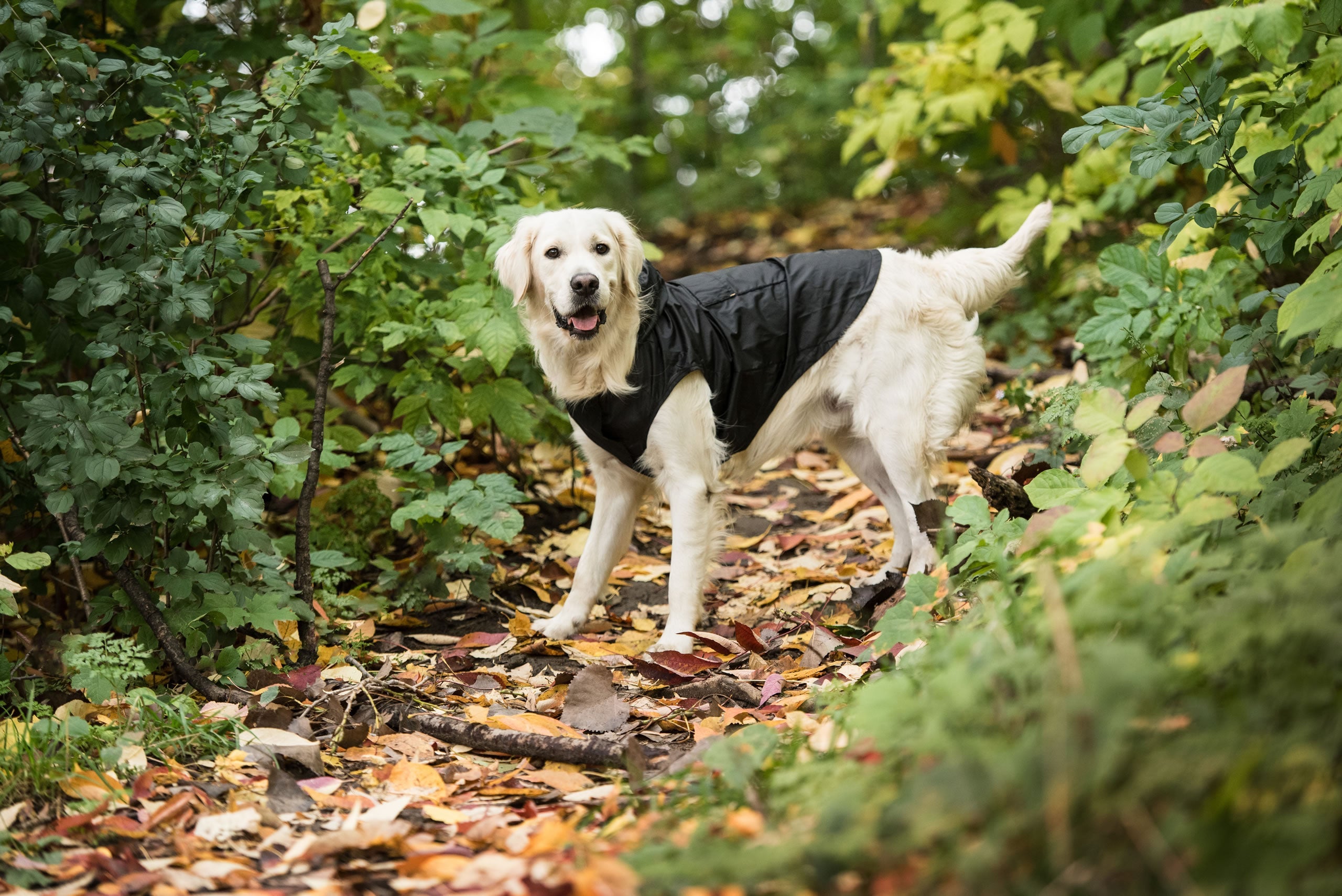 US Army Packable Dog Raincoat - Black by GF Pet.us