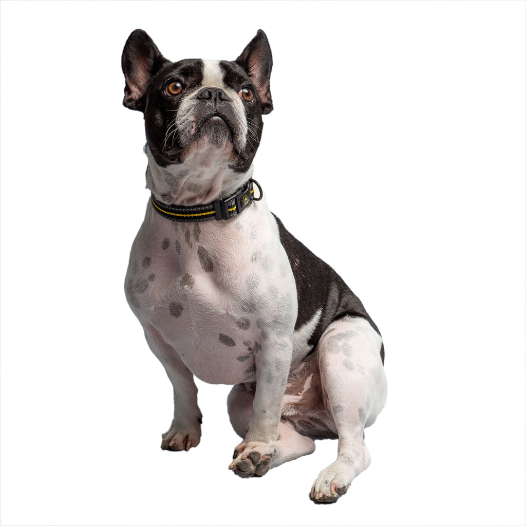 US Army Dog Collar - Dark Camo by GF Pet.us