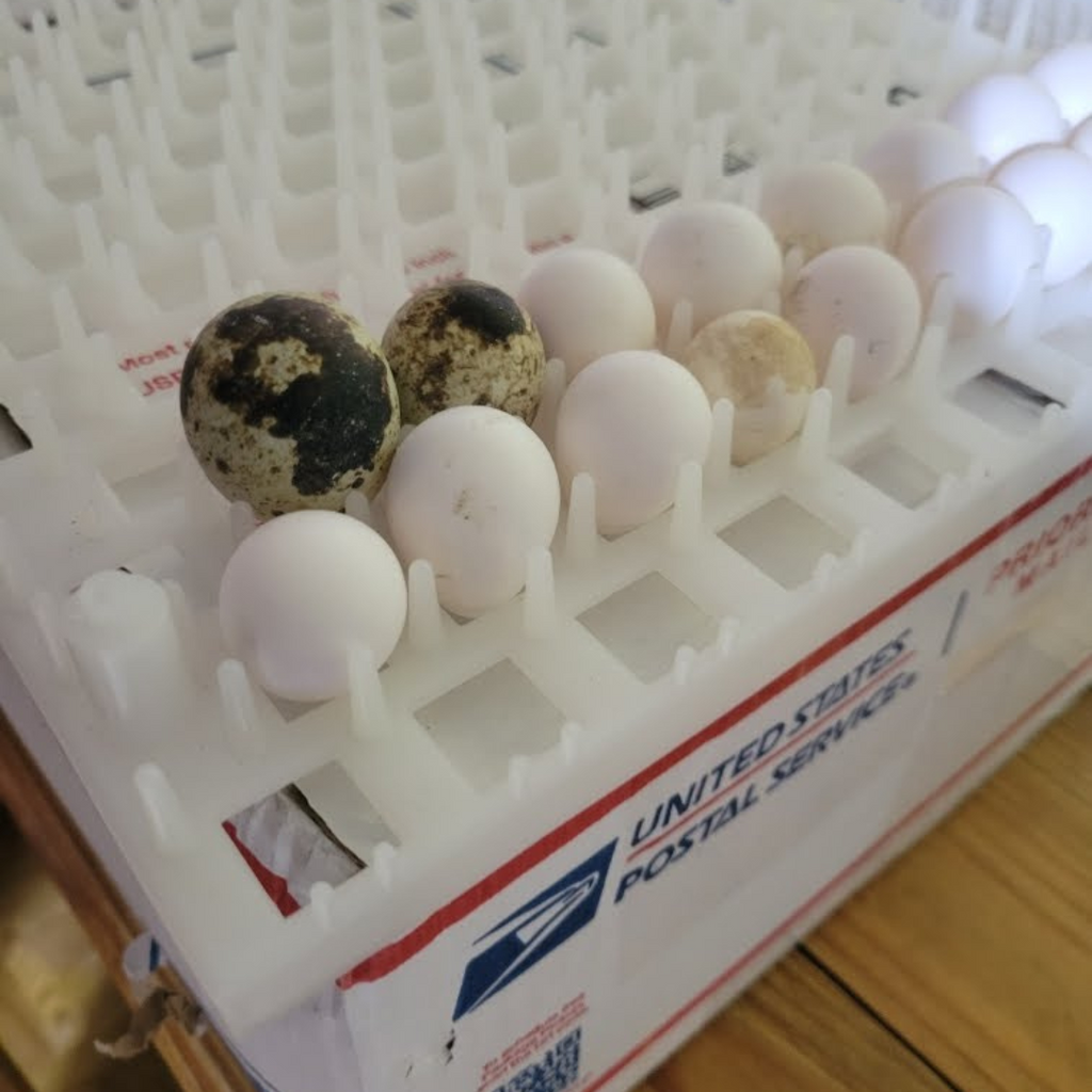 Georgia Giant Quail Hatching Eggs by Quailz.com by Undique LLC