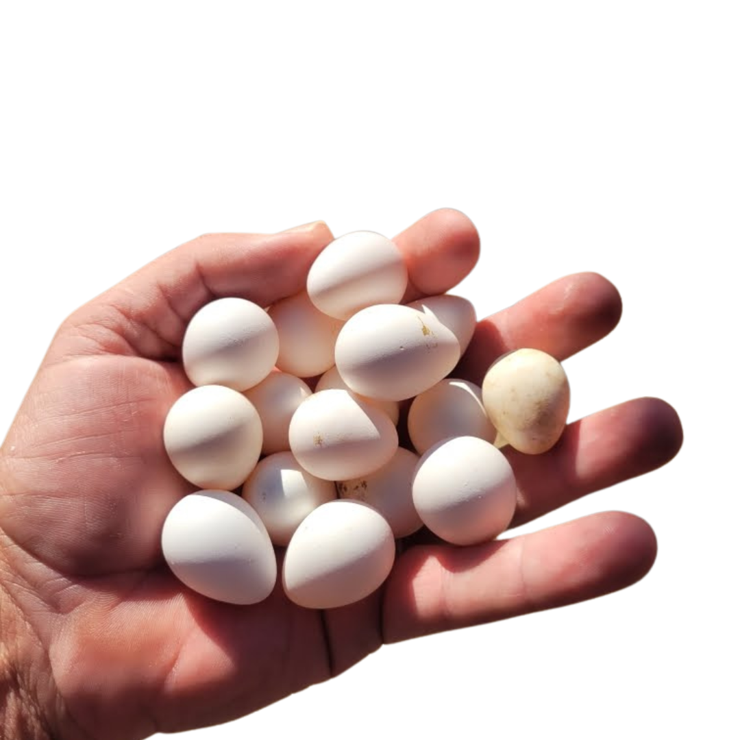 Georgia Giant Quail Hatching Eggs by Quailz.com by Undique LLC