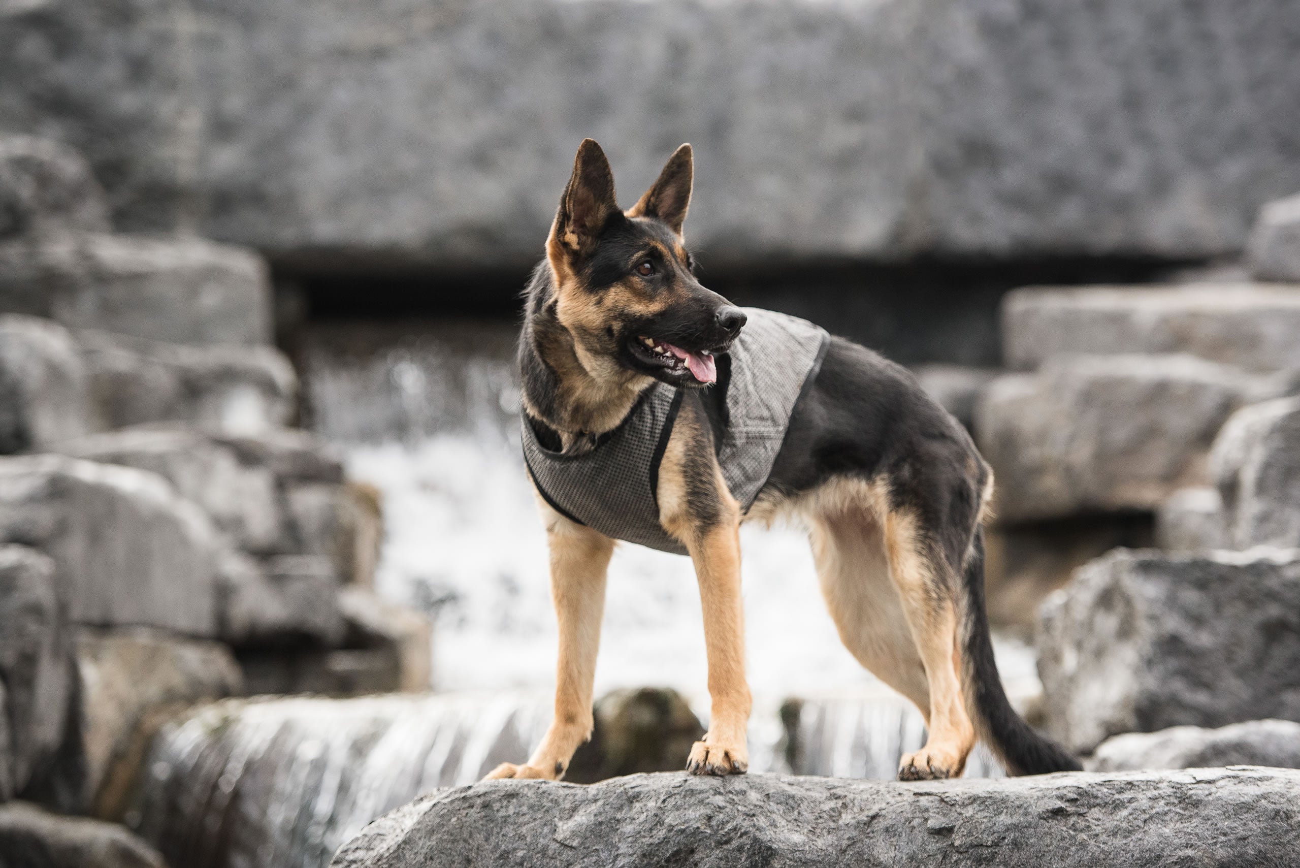 US Army Dog Cooling Vest - Grey by GF Pet.us