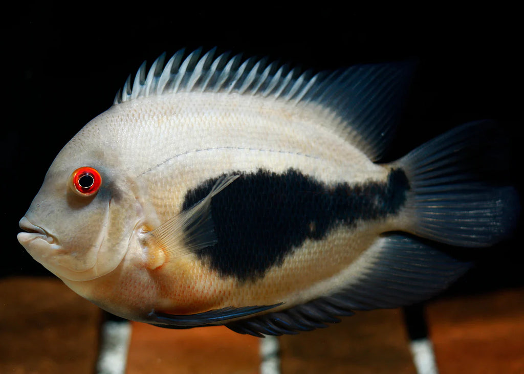 Uaru cichlid (triangle cichlid) by Danaqua Live Fish & More