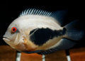 Uaru cichlid (triangle cichlid) by Danaqua Live Fish & More