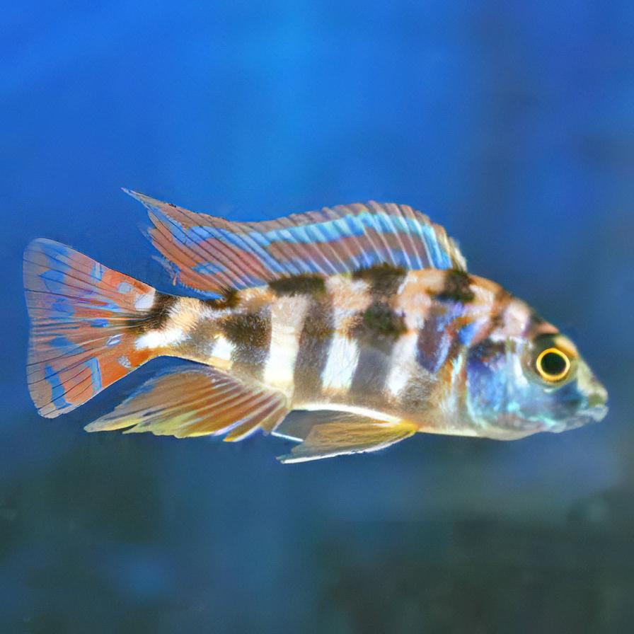 Placidochromis milomo VC-10 2" by Danaqua Live Fish & More