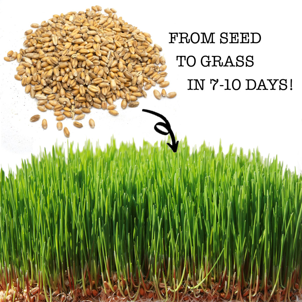 Premium Wheat Seeds for Sprouting Fodder (Wheat Grass) -- Grown In Missouri To Encourage Positive Behaviors by Dahlia Pets