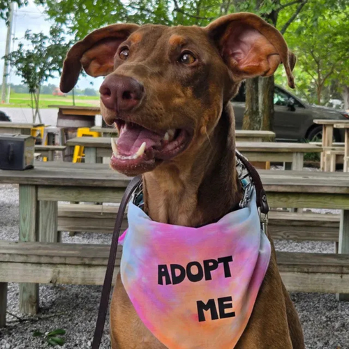 Adopt Me Tie Dye Dog Bandana Best Seller by Happy Tails Outfitters