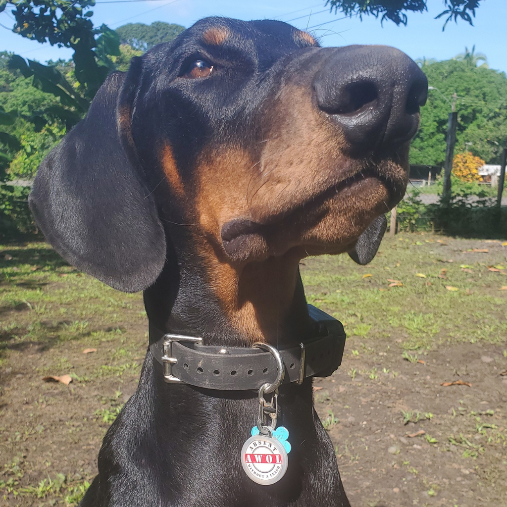 PetHub QR Pet ID Tag – Absent Without a Leash (AWOL) by PetHub