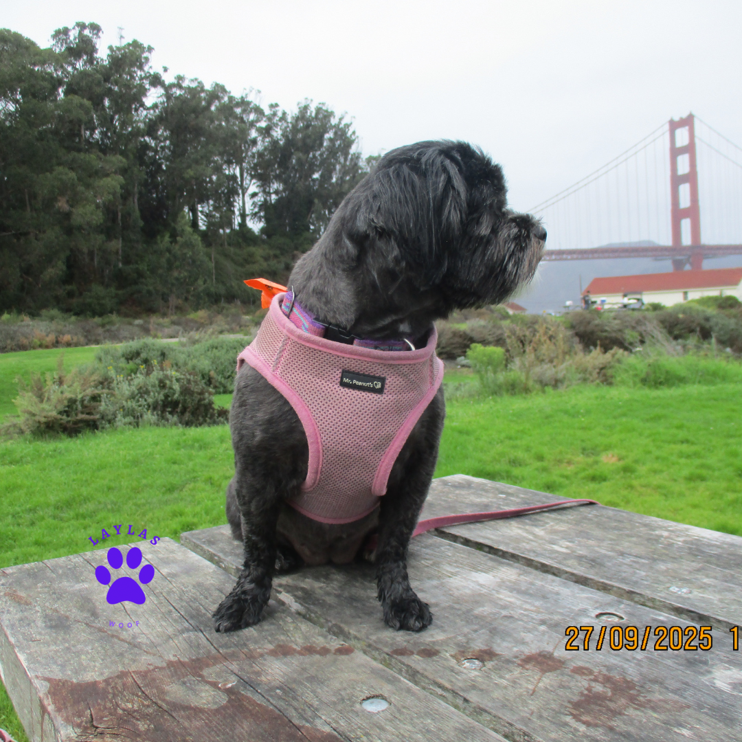 Mr. Peanut's PupTrek Soft Mesh Pet Harness with Matching Leash – Adjustable, Breathable, Choke-Free by Mr. Peanut's Pet Carriers