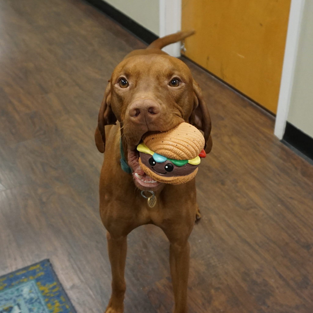 Big Buns Foodies Hamburger Ruff-Tex® Latex Ball Dog Toy by HuggleHounds
