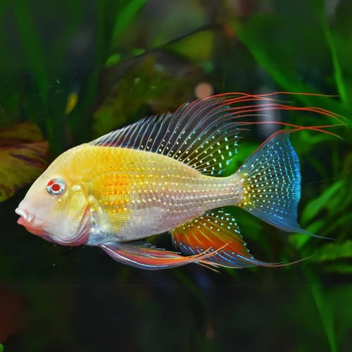 Albino Geophagus Heckelii- Albino Threadfin Acara 2.5"-3" by Danaqua Live Fish & More