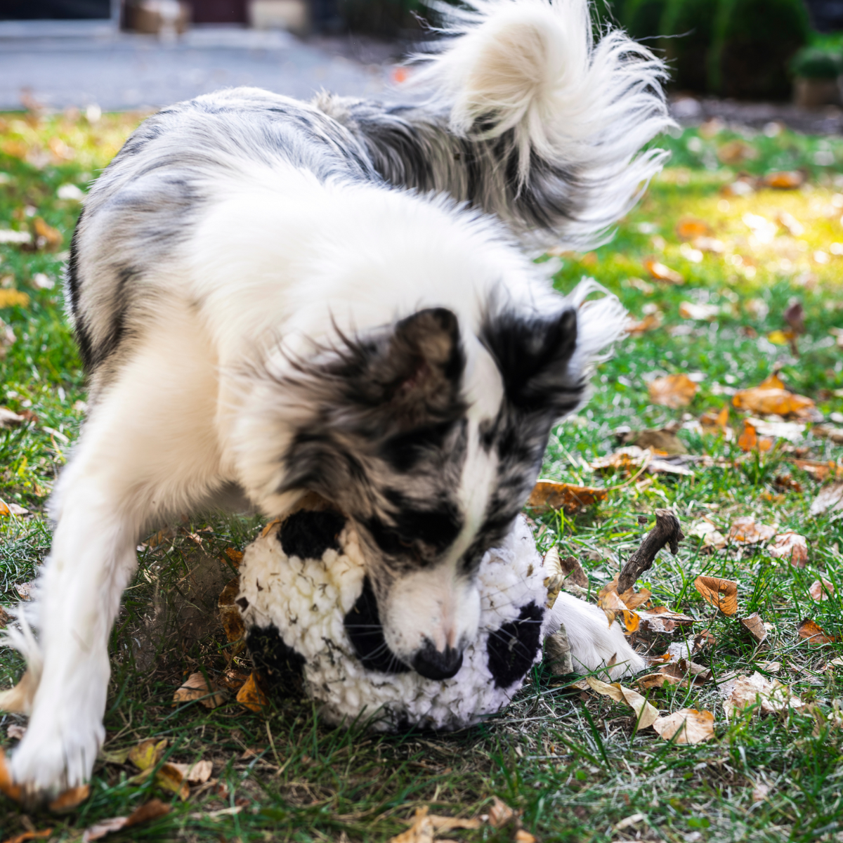 HuggleFleece® Soccer Ball Dog Toy | Limited World Cup 2026 by HuggleHounds