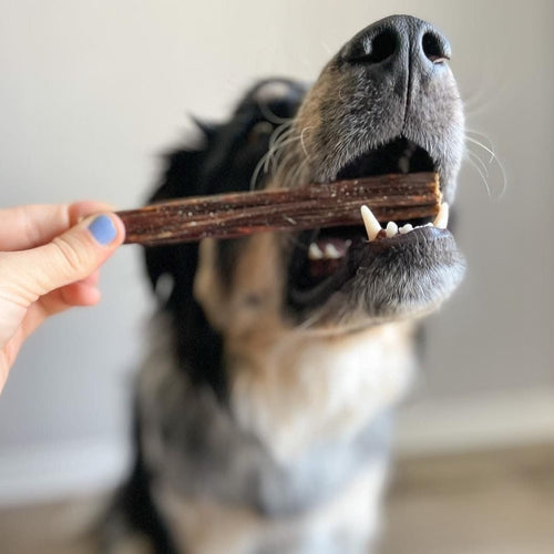 6 Inch Beef Jerky Stick by Bully Bunches
