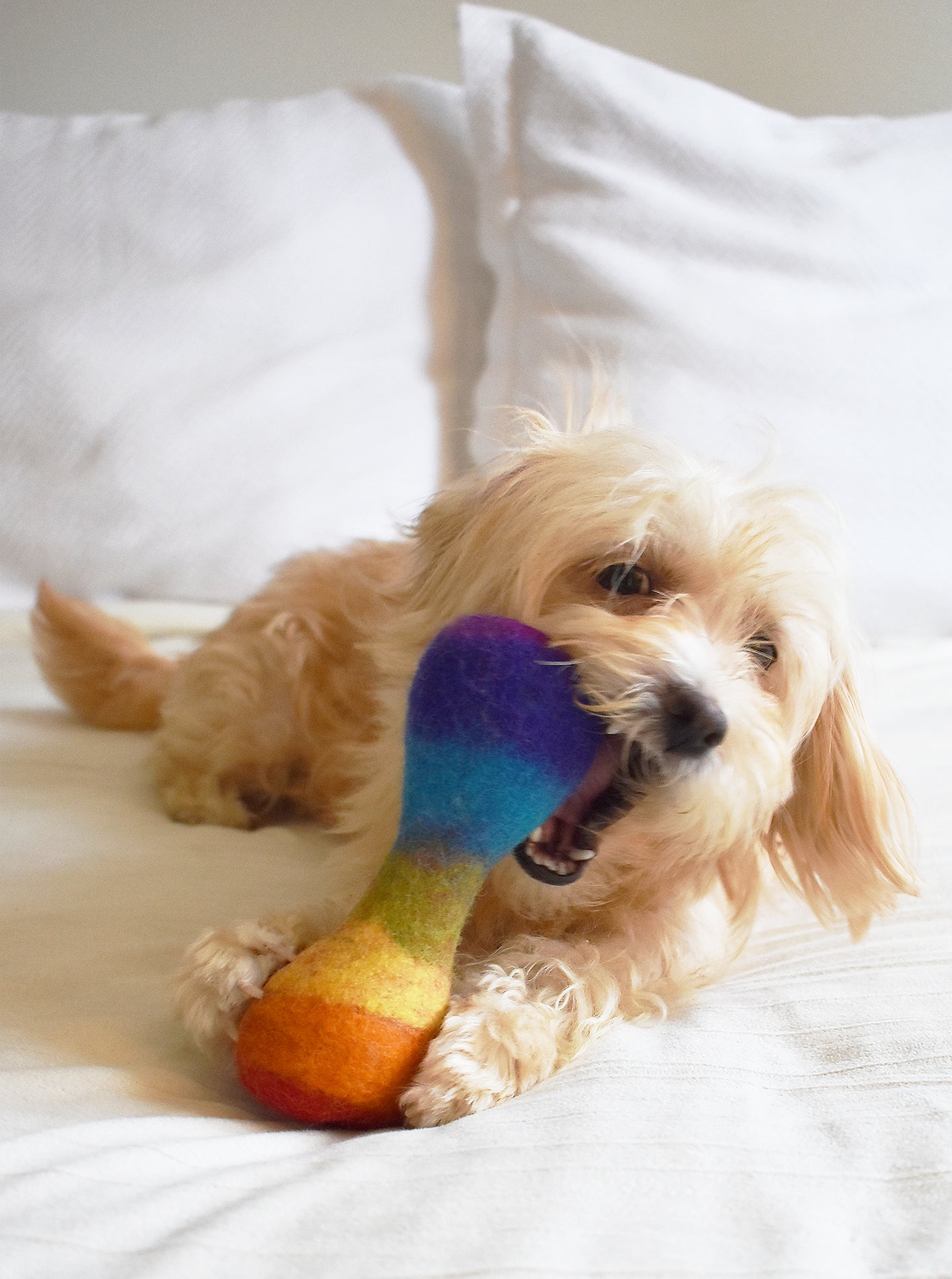 RAINBOW WOOLBONE by MODERNBEAST