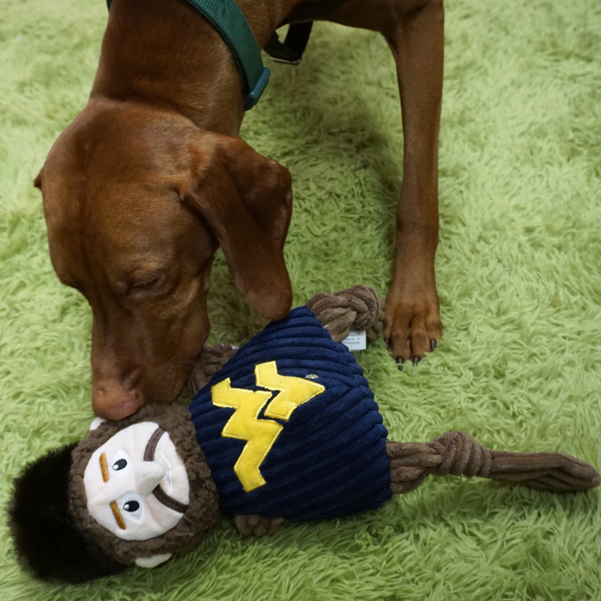 NCAA West Virginia University, Mountaineer Knottie® Plush Dog Toy by HuggleHounds