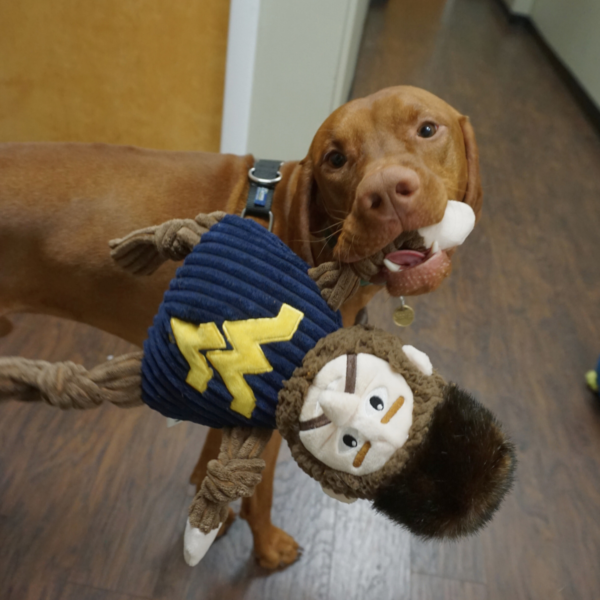 NCAA West Virginia University, Mountaineer Knottie® Plush Dog Toy by HuggleHounds