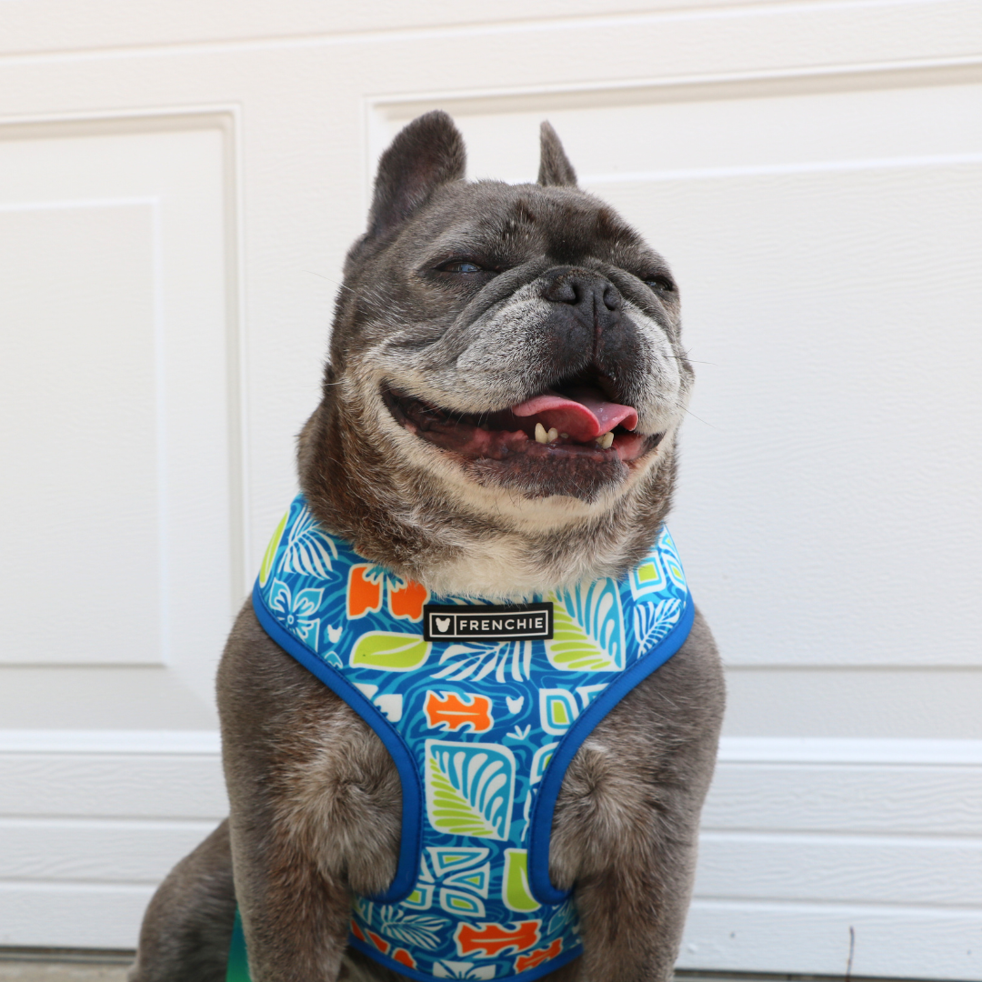 Frenchie Duo Reversible Harness - Waikiki by Frenchie Bulldog