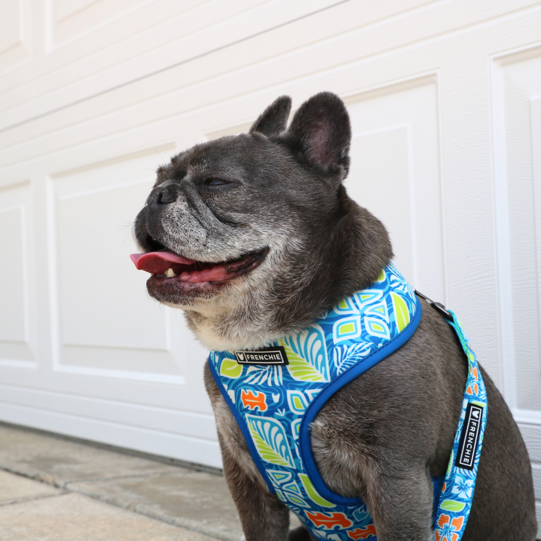 Frenchie Duo Reversible Harness - Waikiki by Frenchie Bulldog
