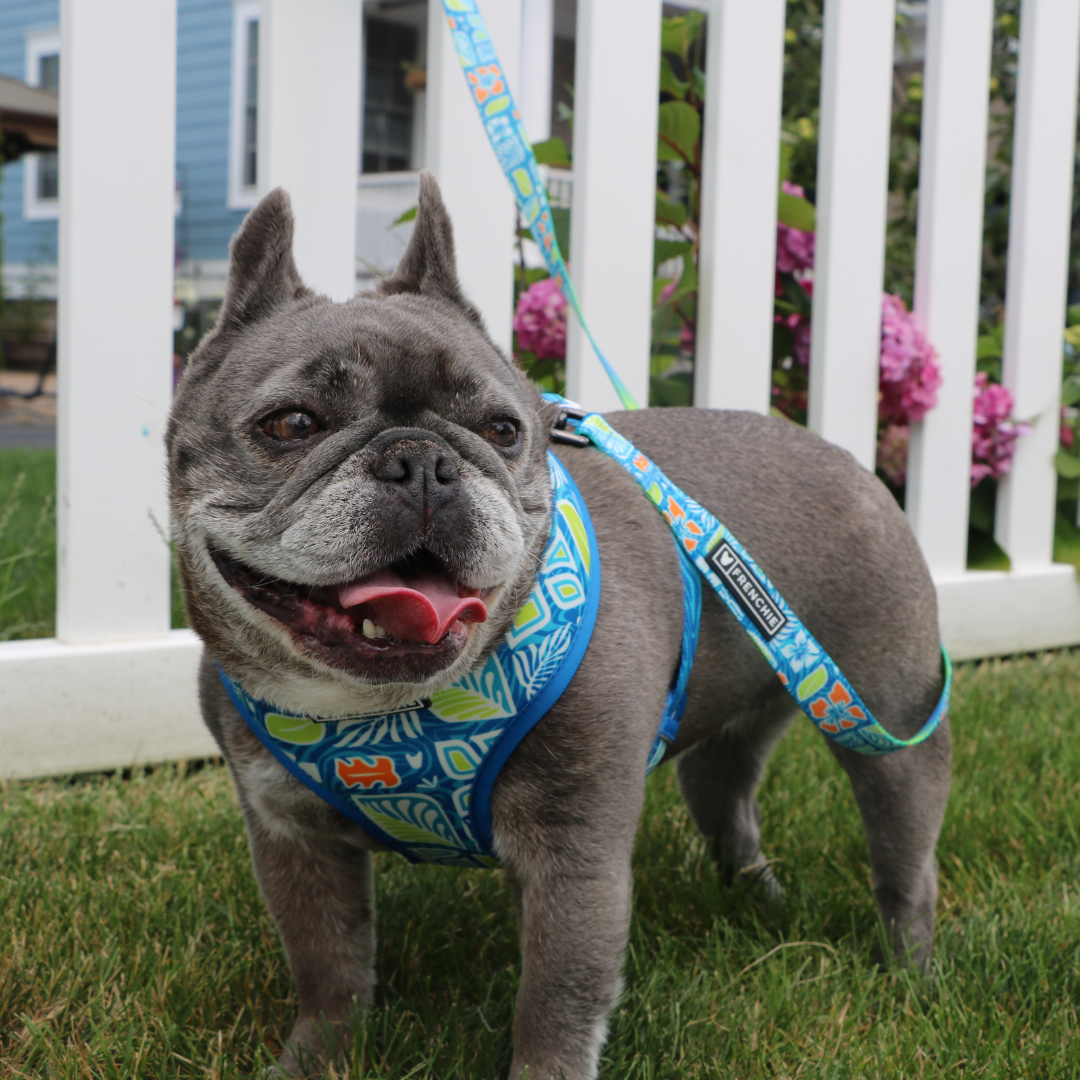 Frenchie Duo Reversible Harness - Waikiki by Frenchie Bulldog