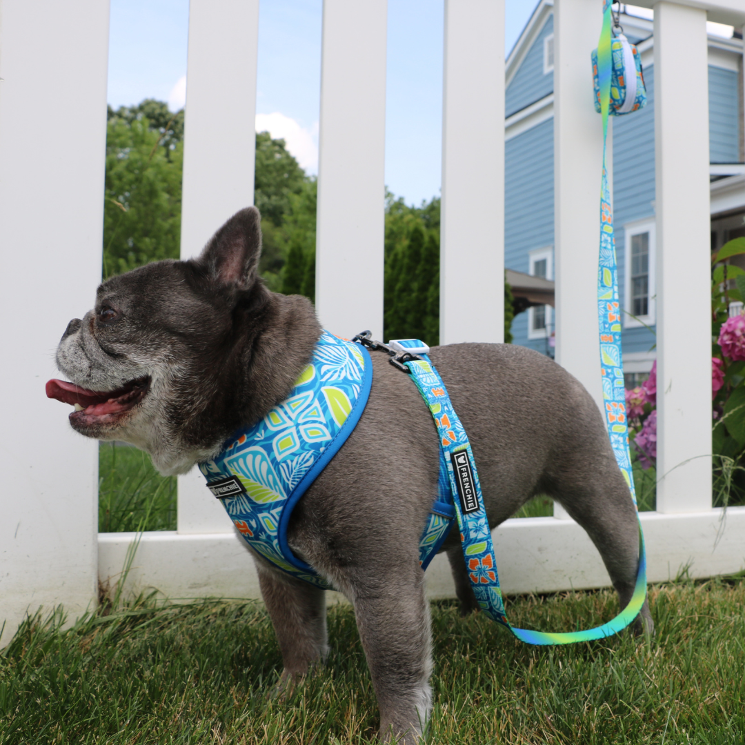 Frenchie Comfort Leash - Waikiki by Frenchie Bulldog