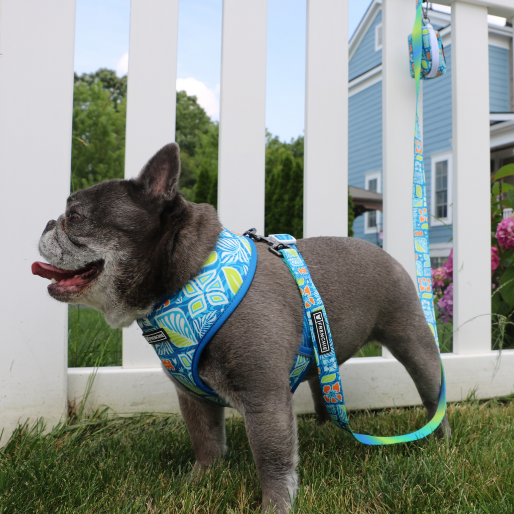 Frenchie Duo Reversible Harness - Waikiki by Frenchie Bulldog