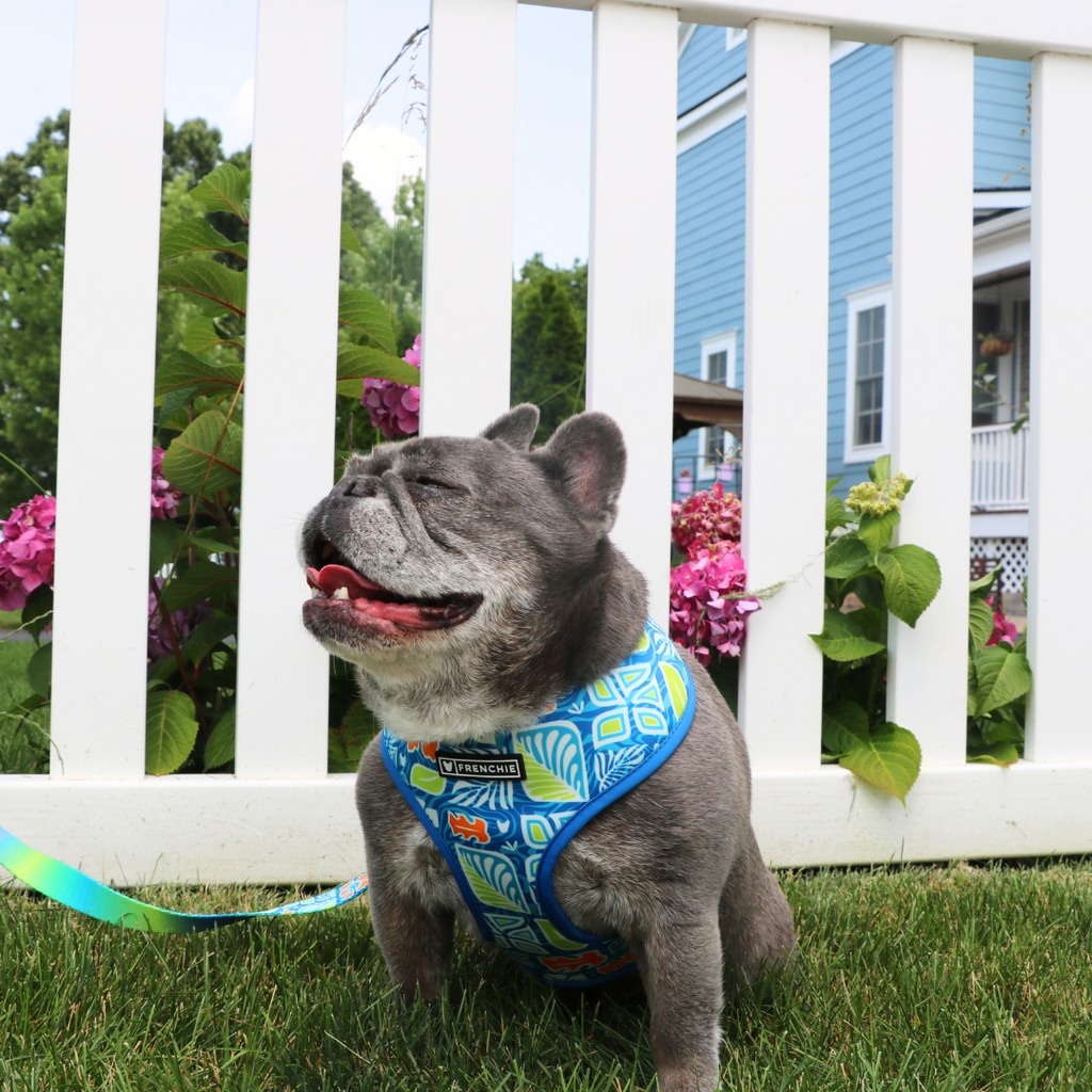 Frenchie Duo Reversible Harness - Waikiki by Frenchie Bulldog