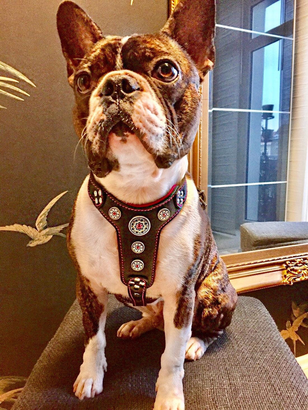 The ''Bijou'' harness Black & Pink Small to Medium Size by Bestia Dog Gear