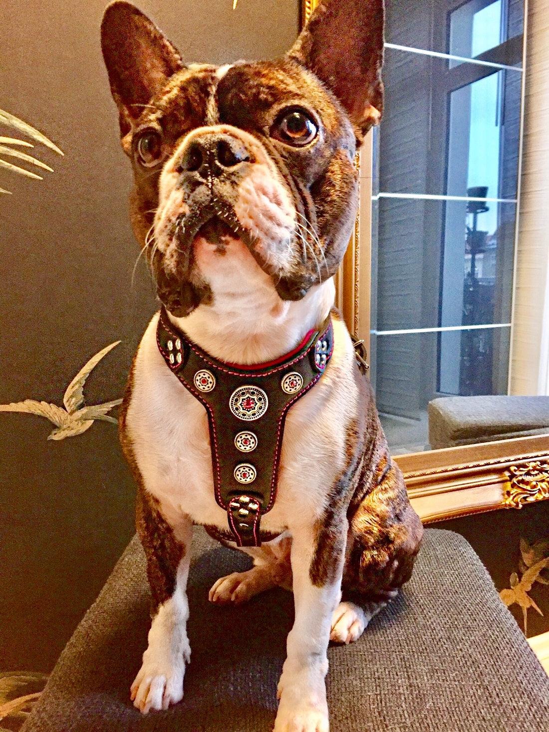 The ''Bijou'' harness Black & Pink Small to Medium Size by Bestia Dog Gear