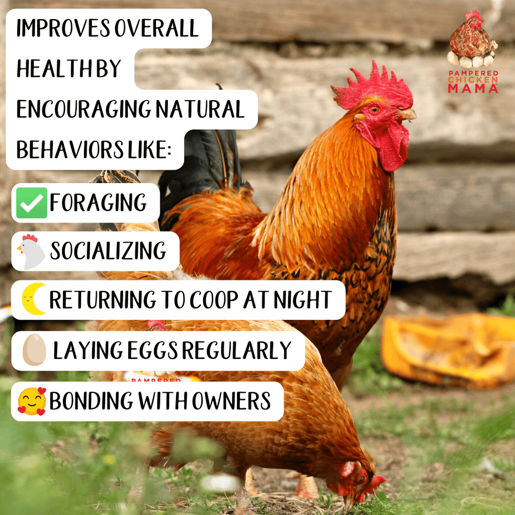 Premium Cracked Corn - Grown in Missouri for Pet Chickens by Dahlia Pets