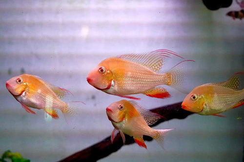 Albino Geophagus Heckelii- Albino Threadfin Acara 2.5"-3" by Danaqua Live Fish & More