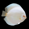 Snow White Discus (Symphysodon sp.) 4" by Danaqua Live Fish & More