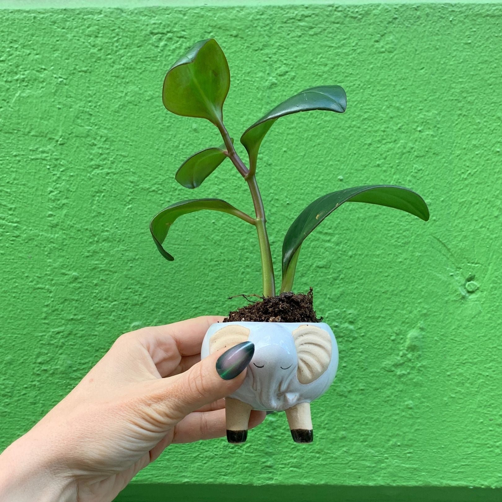 White Elephant Pot | Decorative Succulents Ceramic Planter | 2.5" Tall by The Bullish Store