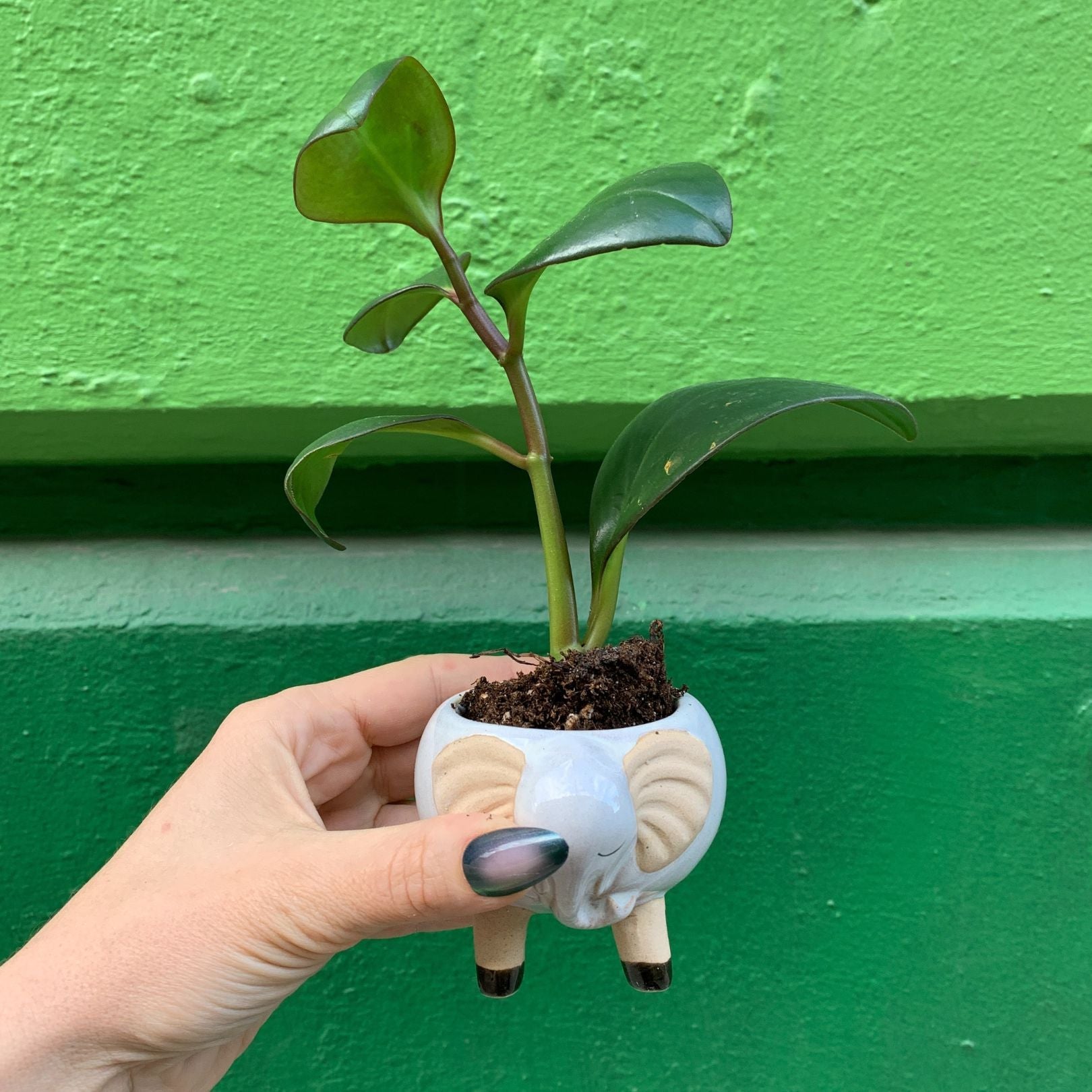 White Elephant Pot | Decorative Succulents Ceramic Planter | 2.5" Tall by The Bullish Store