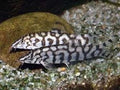 Pakistani Loach Yoyo Loach (Botia almorhae) by Danaqua Live Fish & More