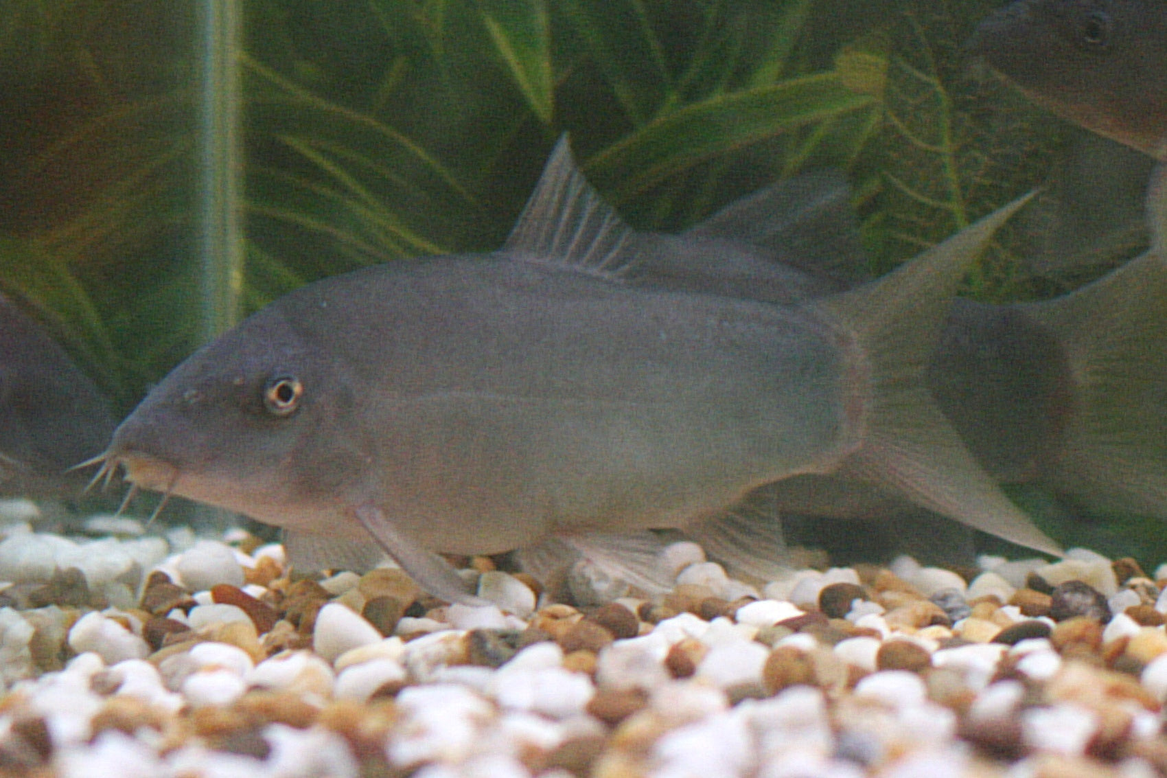 COLORED BOTIA (LOACH) by Danaqua Live Fish & More