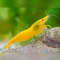 Yellow shrimp by Danaqua Live Fish & More