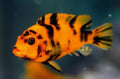 Zebra OB Cichlid by Danaqua Live Fish & More