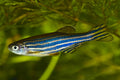 Zebra Danios by Danaqua Live Fish & More
