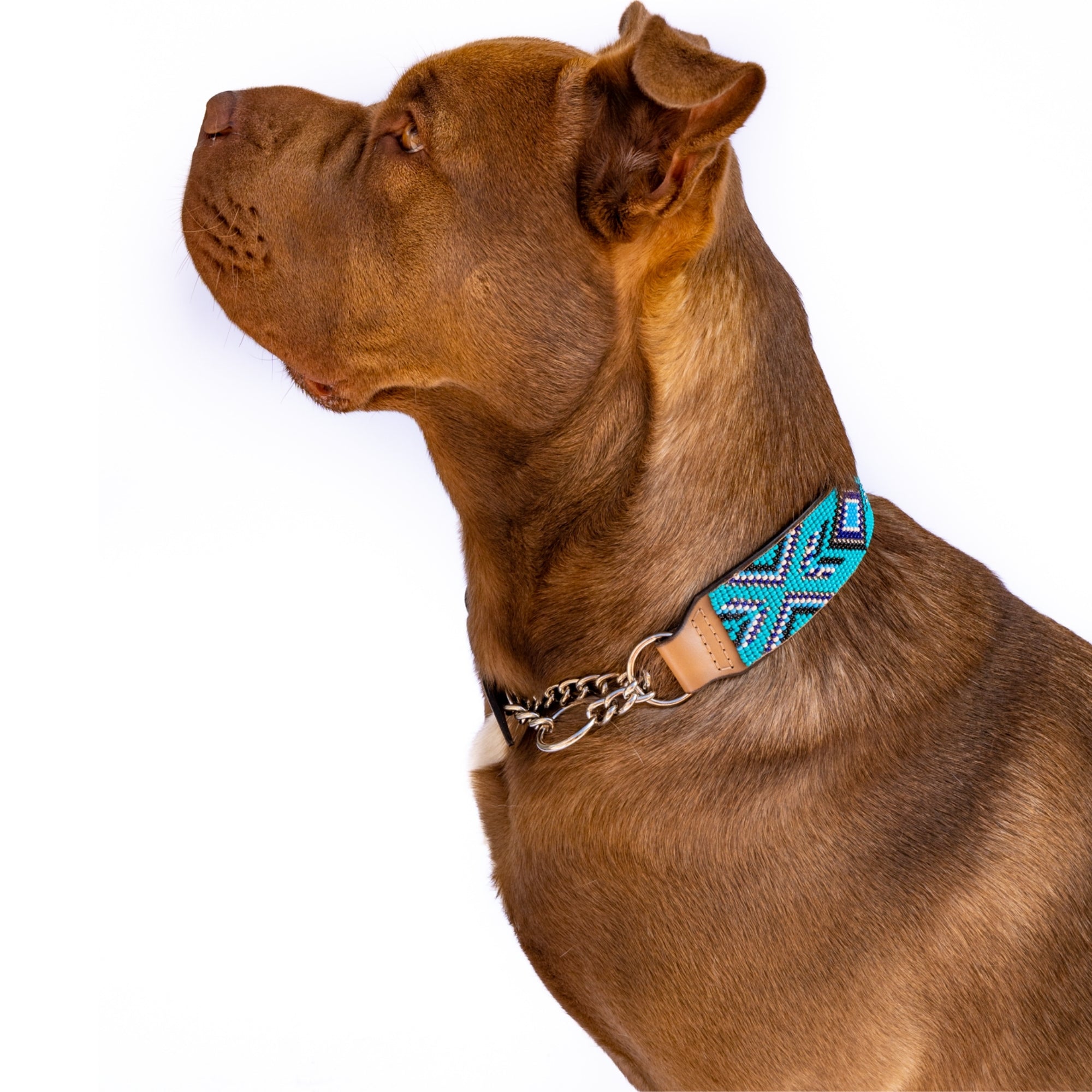 Saint-Tropez Sambboho Martingale dog collar (Training) by Sambboho